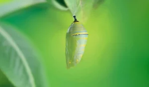 choose the right T4 DNA ligase supplier